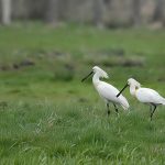 oiseauxmaraisaudubon-gitedelahautardiere